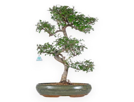 Zelkova Nire - Olmo - 65 cm