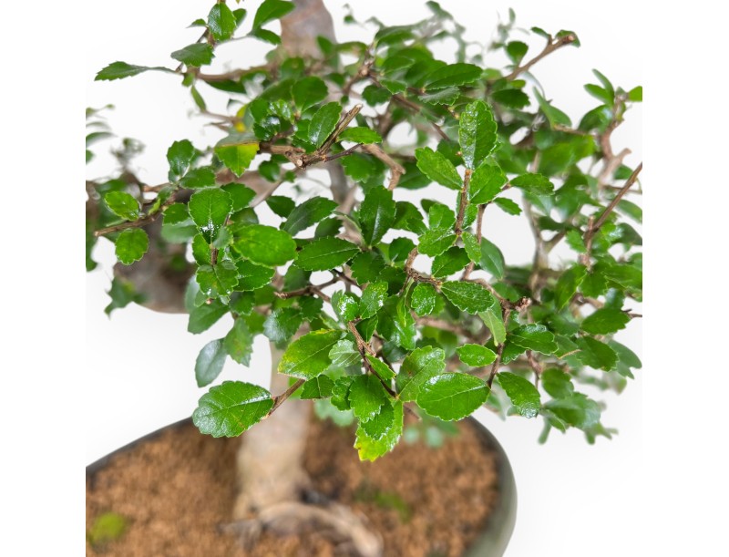 Zelkova Nire - Elm - 65 cm