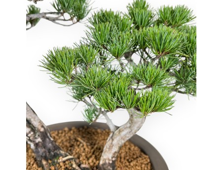Pinus Pentaphylla - Den - 57 cm