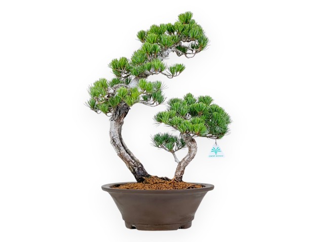 Pinus Pentaphylla - Kiefer - 57 cm