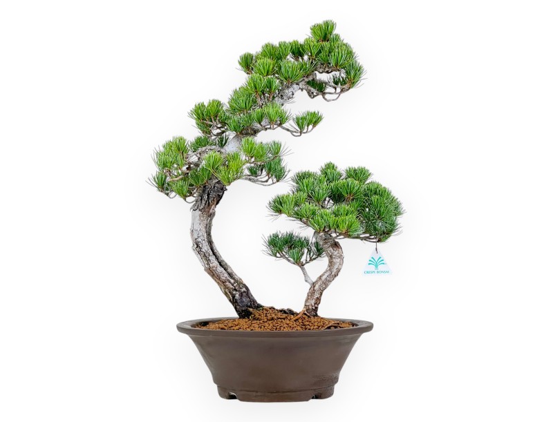 Pinus Pentaphylla - Pino - 57 cm