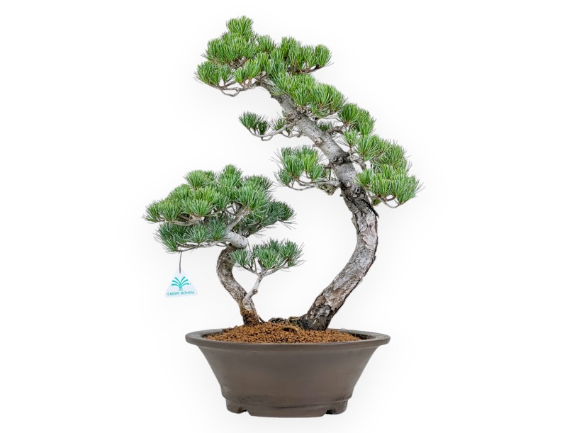 Pinus Pentaphylla - Pino - 57 cm