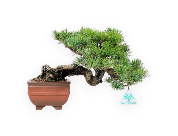Pinus Pentaphylla Mineazuma - Den - 20 cm