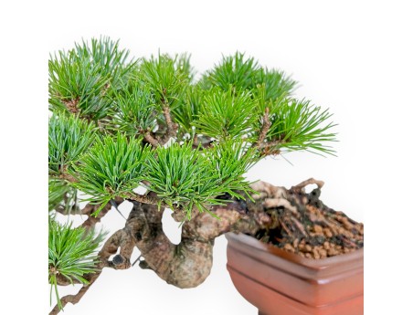 Pinus Pentaphylla Mineazuma - Pine five needles - 20 cm