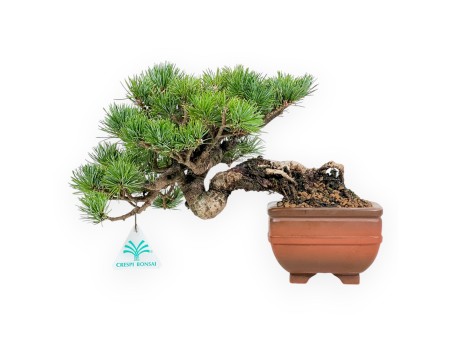 Pinus Pentaphylla Mineazuma - Den - 20 cm