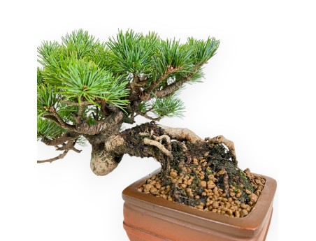 Pinus Pentaphylla Mineazuma - Pino - 20 cm