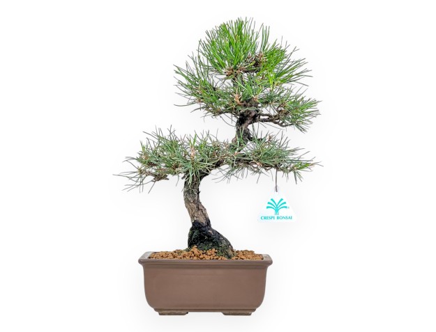 Pinus Thunbergii - Pino Nero - 37 cm