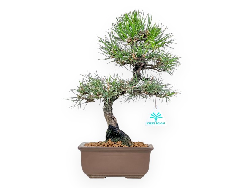 Pinus Thunbergii - Pino Nero - 37 cm