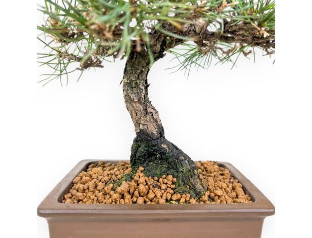 Pinus Thunbergii - Black Pine - 37 cm 2