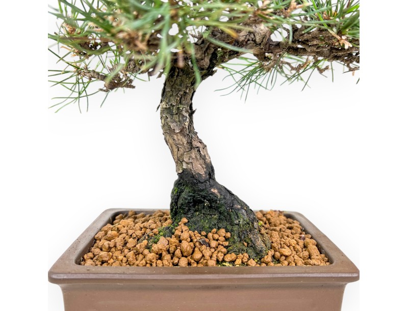 Pinus Thunbergii - Black Pine - 37 cm