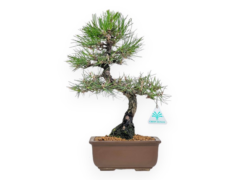 Pinus Thunbergii - Black Pine - 37 cm