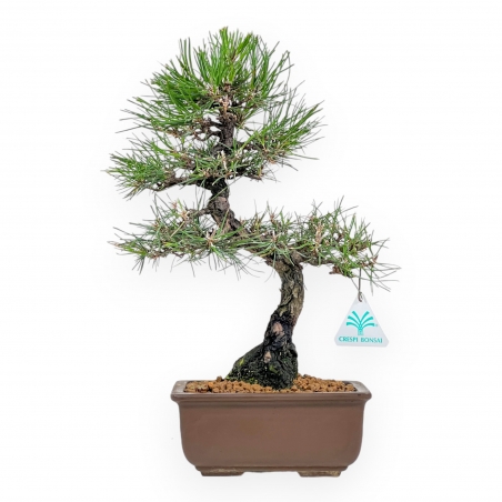 Pinus Thunbergii - Pin Noir - 37 cm