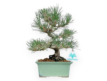 Pinus Thunbergii - Pin Noir - 27 cm