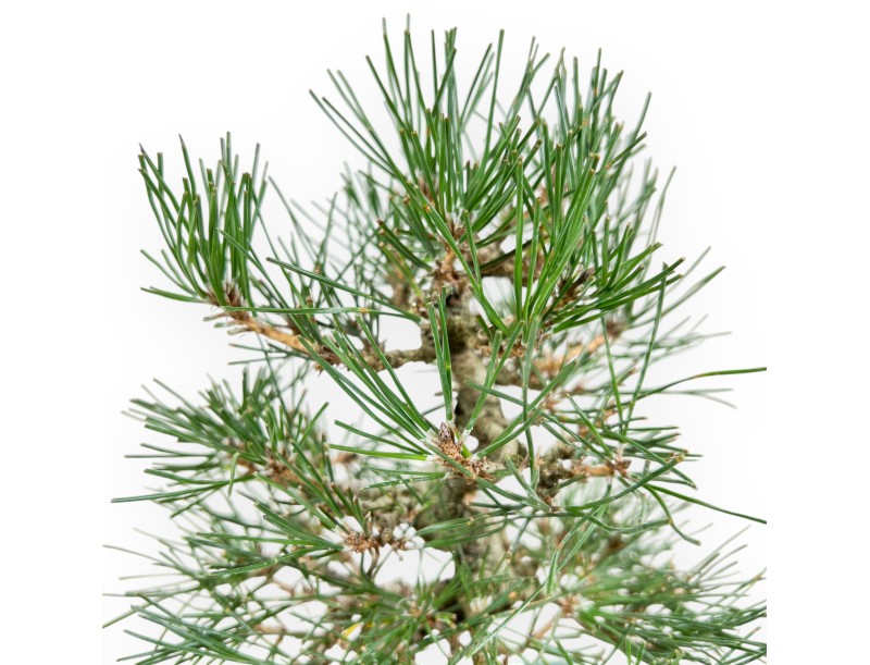 Pinus Thunbergii - Pino Nero - 27 cm