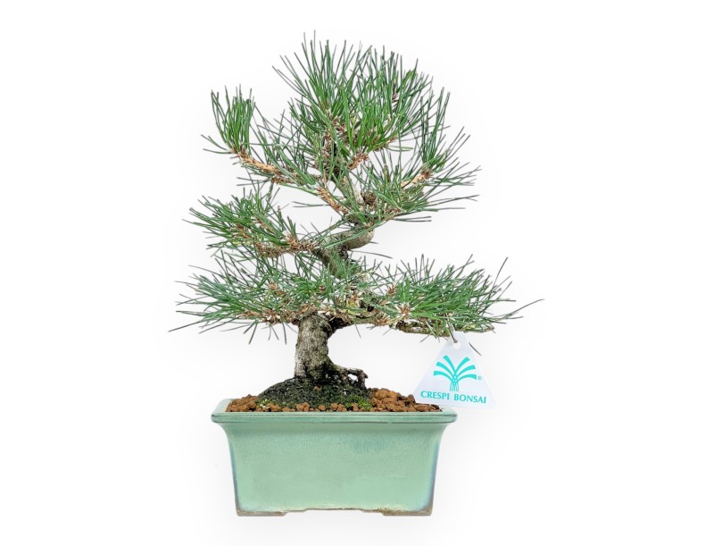 Pinus Thunbergii - Black Pine - 27 cm