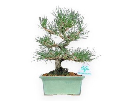 Pinus Thunbergii - Pin Noir - 27 cm