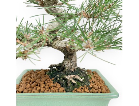 Pinus Thunbergii - Schwarzkiefer - 27 cm