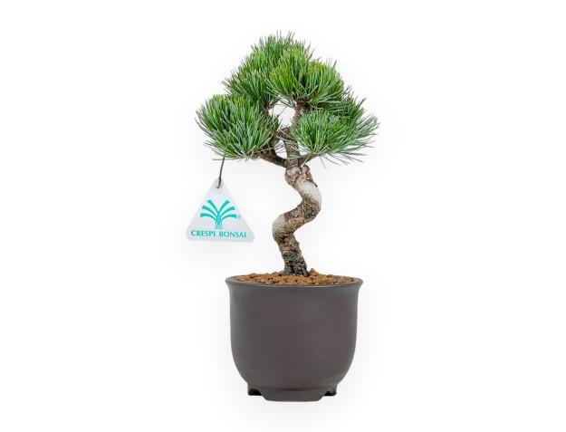 Pinus Pentaphylla - Kiefer - 24 cm