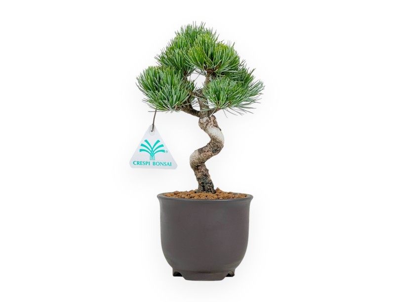 Pinus Pentaphylla - Pino - 24 cm