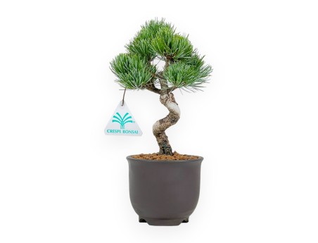 Pinus Pentaphylla - Pin à cinq aiguilles - 24 cm