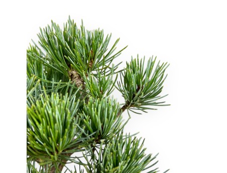 Pinus Pentaphylla - Pino - 24 cm