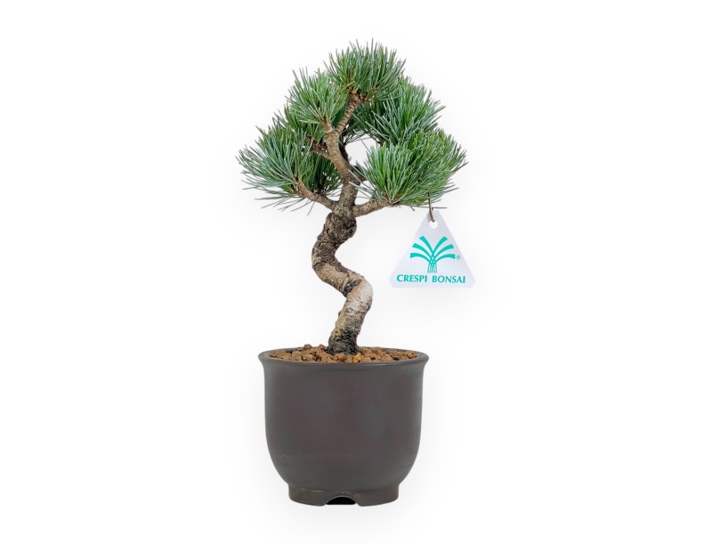 Pinus Pentaphylla - Pine five needles - 24 cm