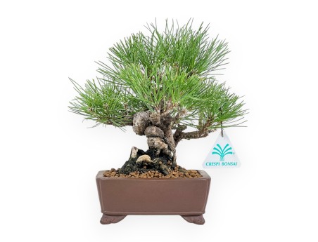 Pinus Thunbergii - Black Pine - 23 cm