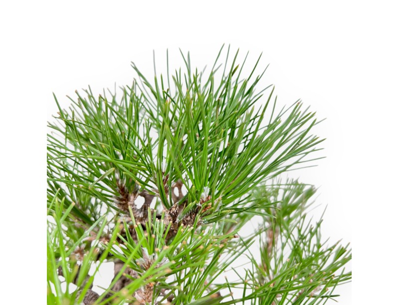 Pinus Thunbergii - Schwarzkiefer - 23 cm