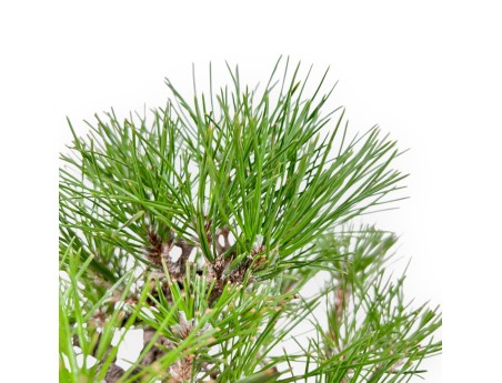 Pinus Thunbergii - Pino Nero - 23 cm