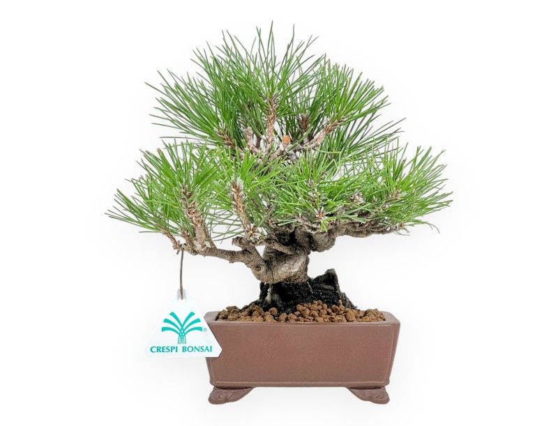 Pinus Thunbergii - Pino Nero - 23 cm