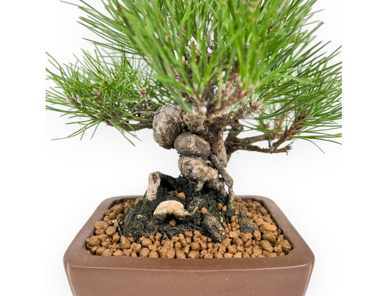 Pinus Thunbergii - Pino Nero - 23 cm