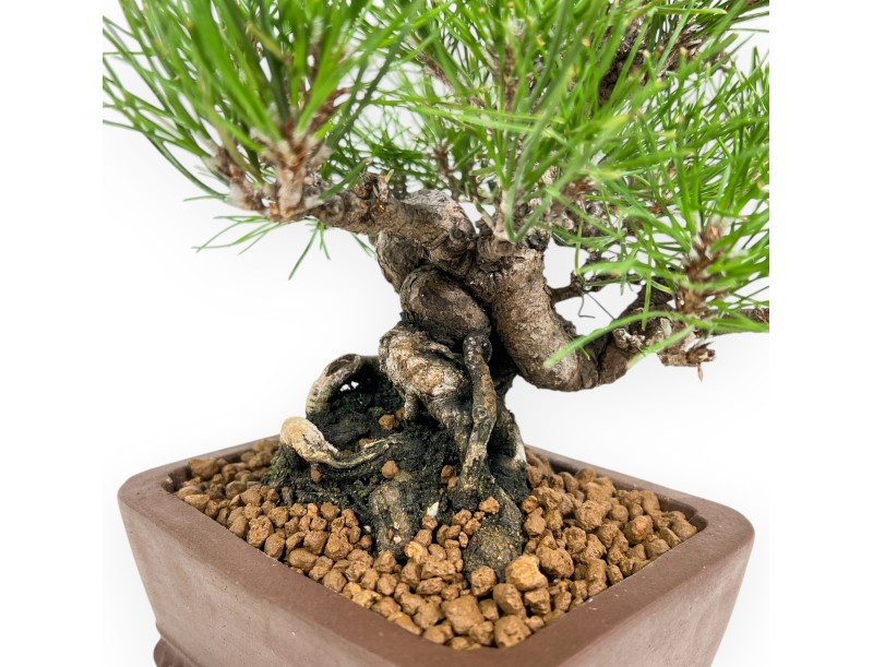 Pinus Thunbergii - Zwarte den - 23 cm