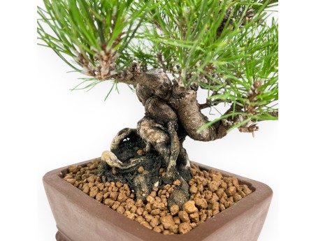 Pinus Thunbergii - Pino negro - 23 cm