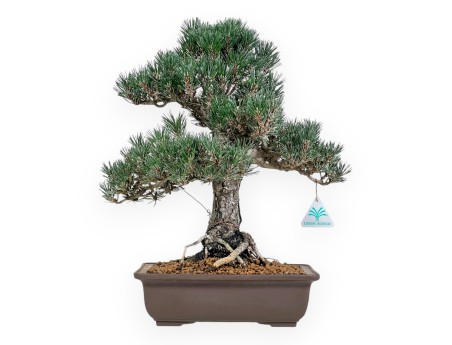 Pinus Thunbergii - Black Pine - 42 cm