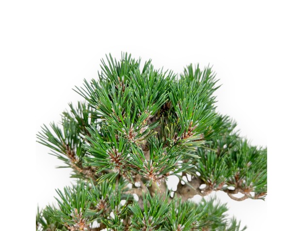 Pinus Thunbergii - Pino Nero - 42 cm 2