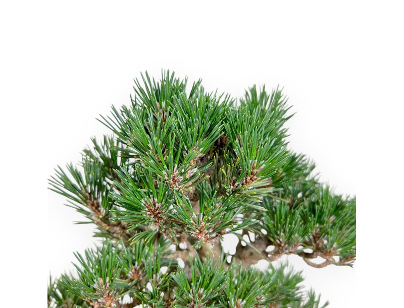 Pinus Thunbergii - Pino Nero - 42 cm