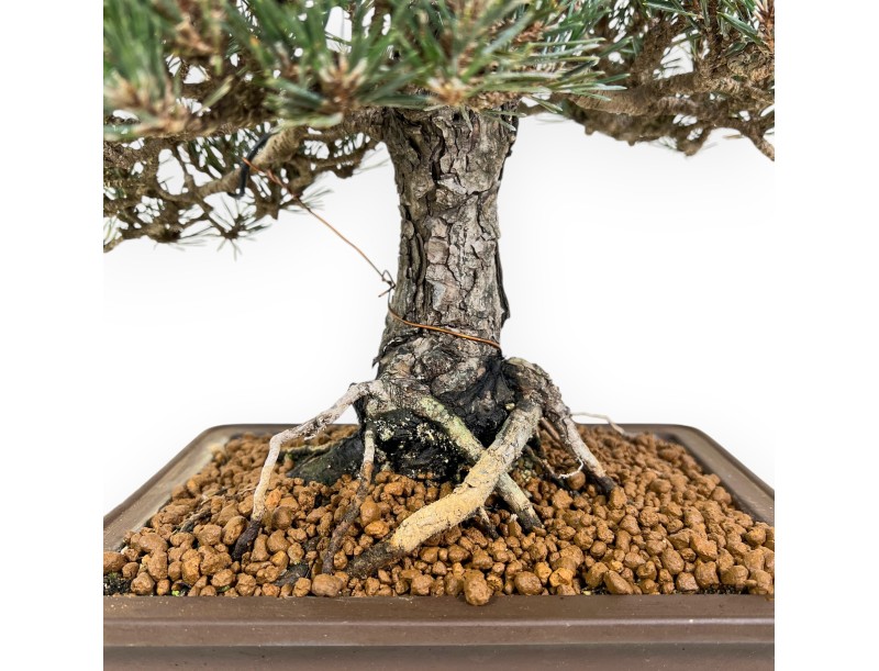 Pinus Thunbergii - Zwarte den - 42 cm