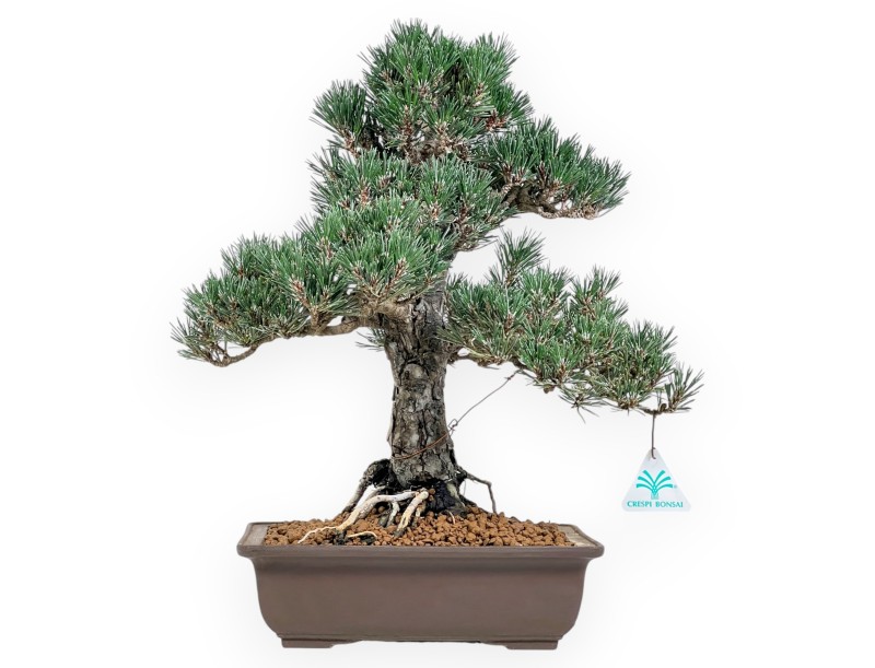 Pinus Thunbergii - Pino Nero - 42 cm