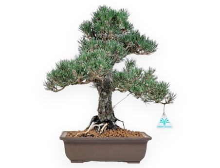 Pinus Thunbergii - Black Pine - 42 cm