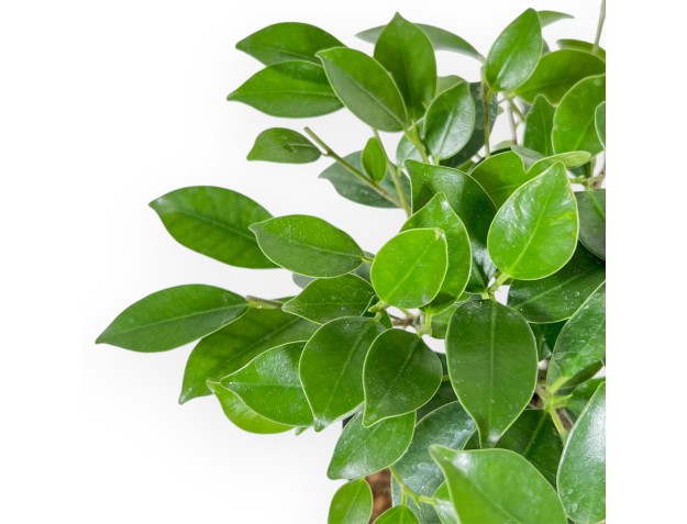Ficus Retusa - 32 cm 2