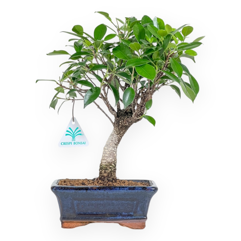 Ficus Retusa - 32 cm