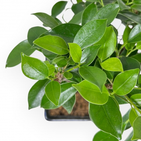 Ficus Retusa - 32 cm