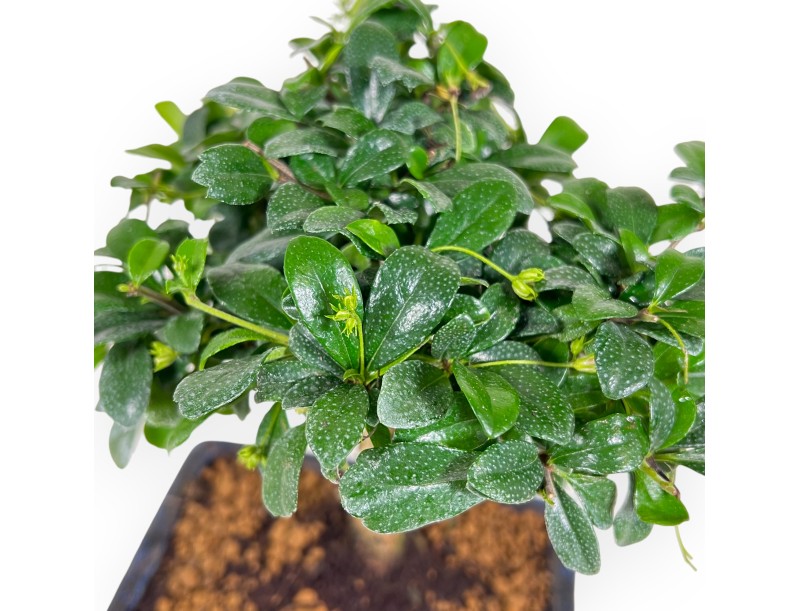 Carmona Macrophylla - Tea tree - 21 cm