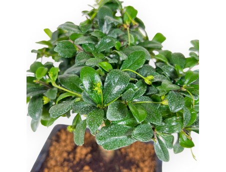 Carmona Macrophylla - Funkientree - 21 cm