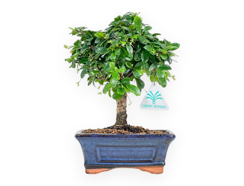 Carmona Macrophylla - Tea tree - 21 cm