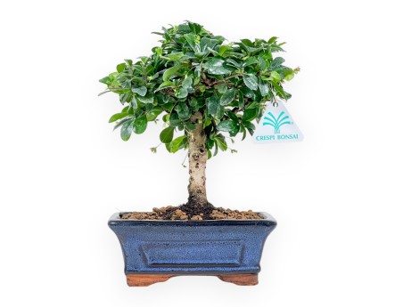 Carmona Macrophylla - Arbre à thé - 21 cm