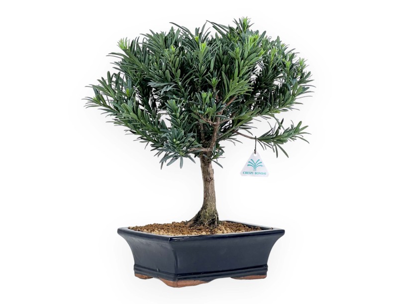 Podocarpus Macrophylla - Podocarp - from 29 to 37 cm