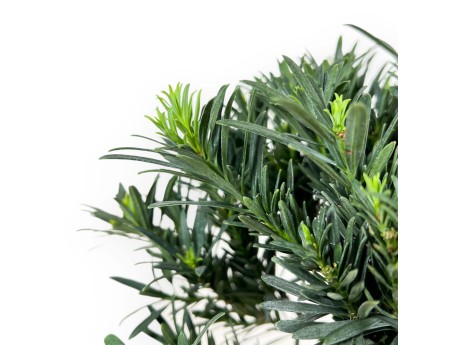 Podocarpus Macrophylla - Podocarpo - da 29 a 37 cm