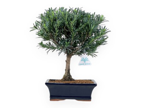 Podocarpus Macrophylla - Podocarpo - de 29 a 37 cm