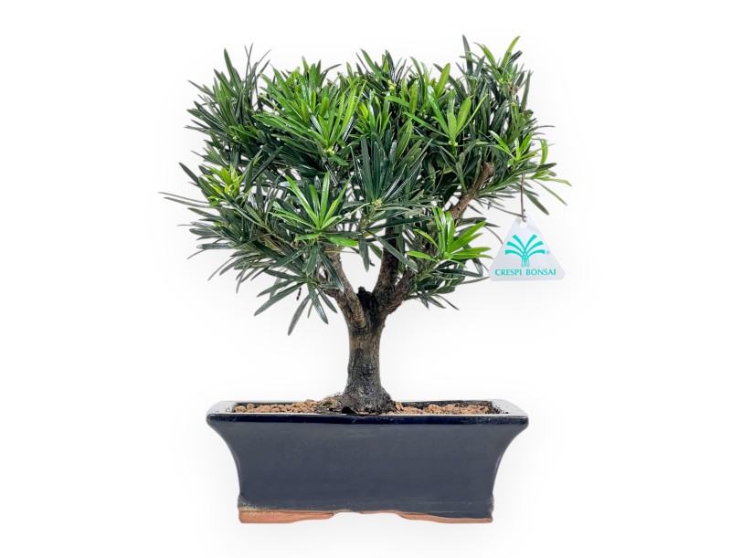 Podocarpus Macrophylla - Podocarpe - de 29 à 37 cm